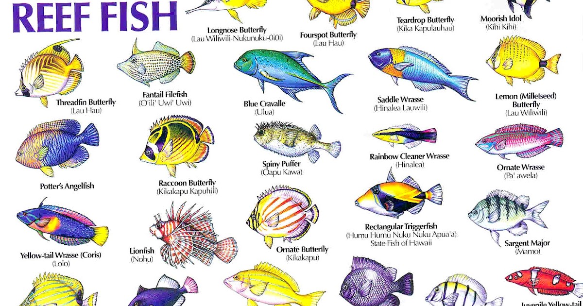 Aloha Joe in Hawaii A Visual Guide to Hawaii's Reef Fish