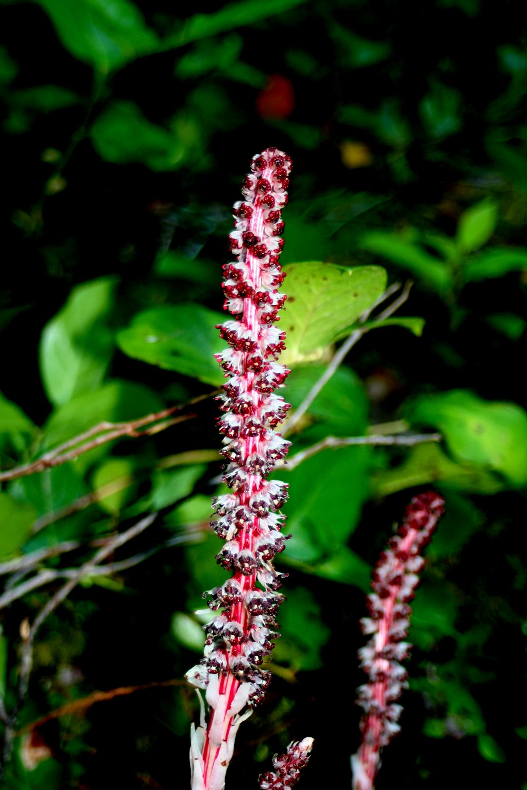 Serendipity and Orchids Some Saprophytic Plants