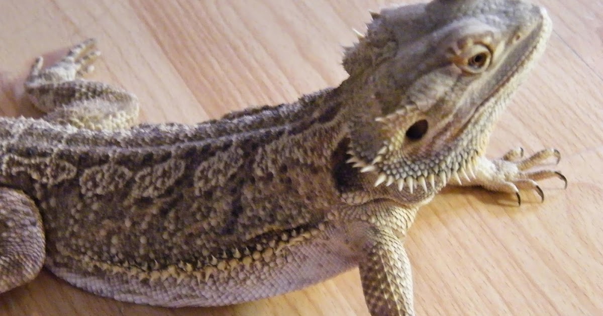 bearded-dragon-care.jpg