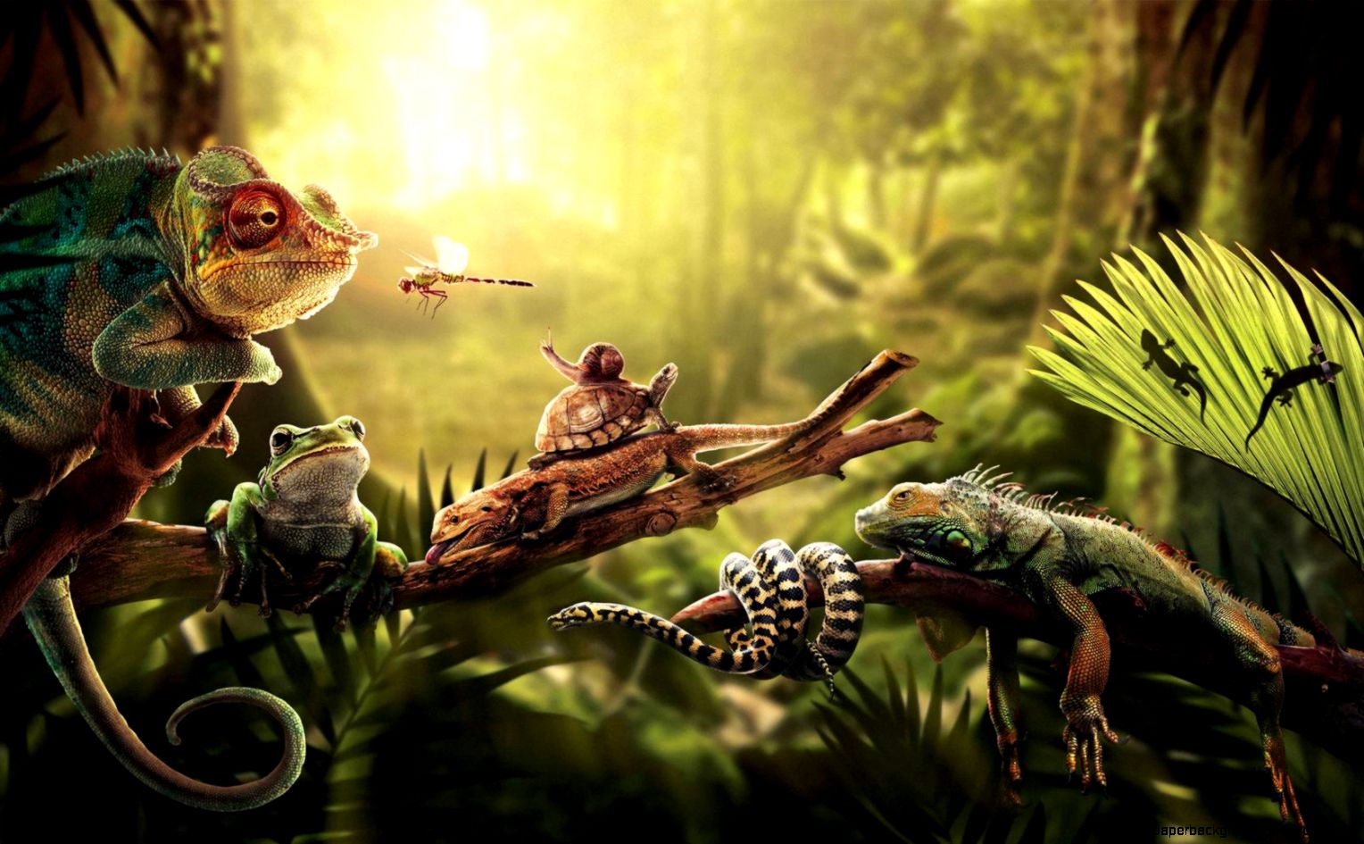 Reptile Wallpapers Wallpaper Cave Reptile Wallpapers Wallpaper Cave