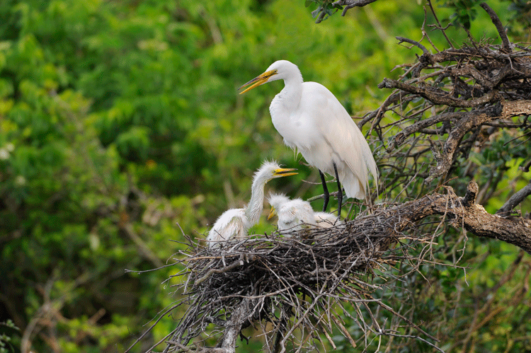 Egret Nest
