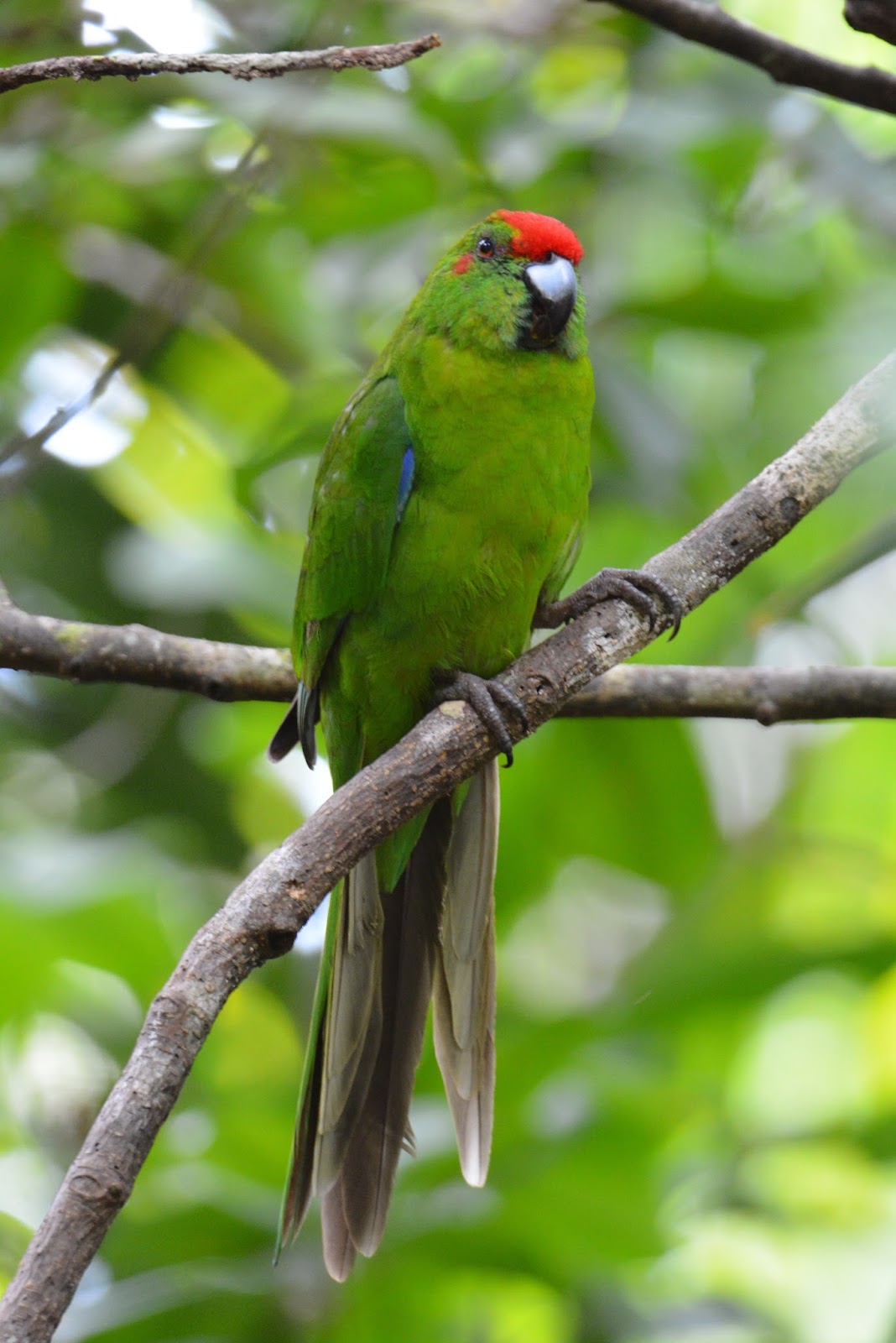 9001 BIRDS NORFOLK ISLAND LORIKEET