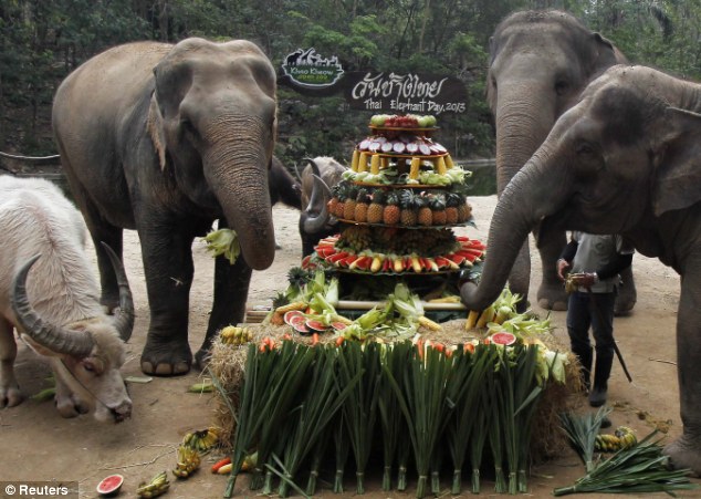 Saib Duab Txhua Yam - Page 10 Thai+Elephants++2013+++%282%29