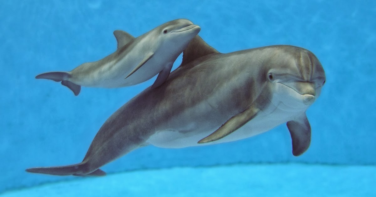 Family Time Magazine: Dolphin Calves Born at Brookfield Zoo Continue to