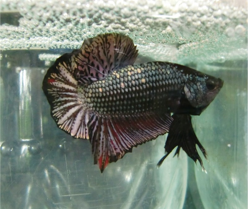 Cara Memberi Makan Ikan Cupang