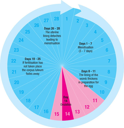 Storknet Due Date Chart