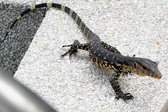 Varanus salvator - Water Monitor lizard