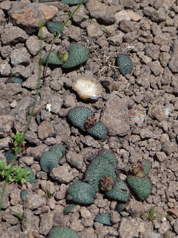 Massonia wittebergensis South Africa