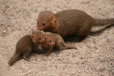 Mongooses