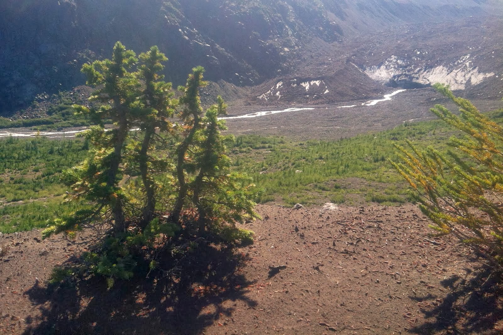 Bonsai Over Glacier Snout