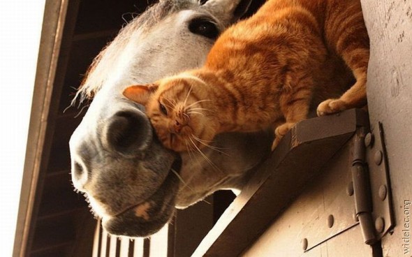 unlikely animal friendship, interspecies friends