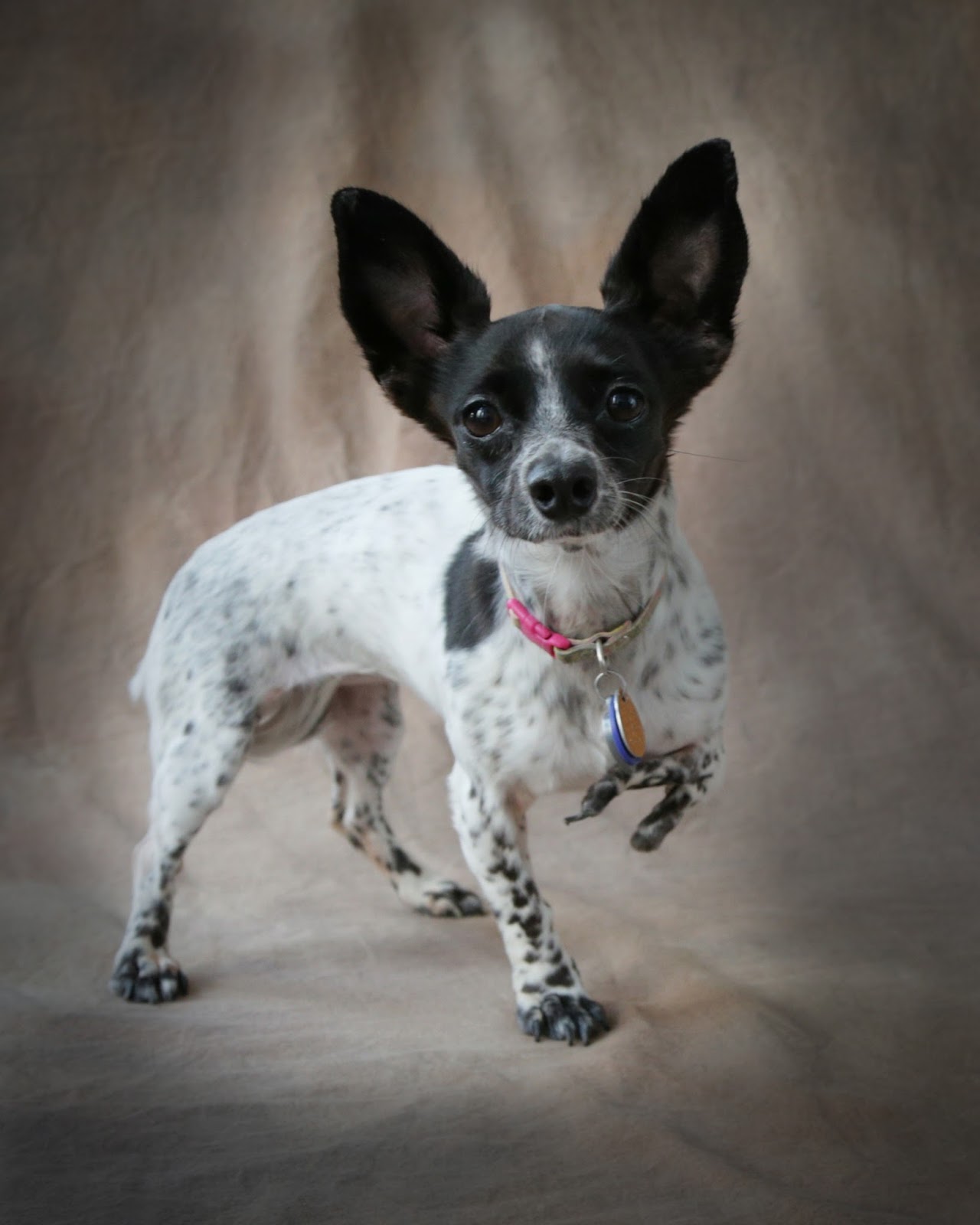 coach classic pennies-4-paws