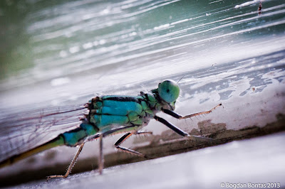 Enallagama cyantigerum, the common blue dragonfly