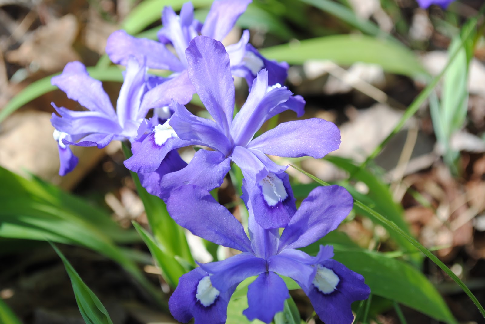 West Virginia Native WildflowersThe Big Year, 2013 Iris's