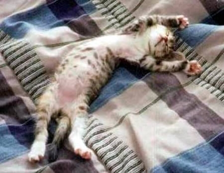 TG+gatto-nel-sonno.jpg