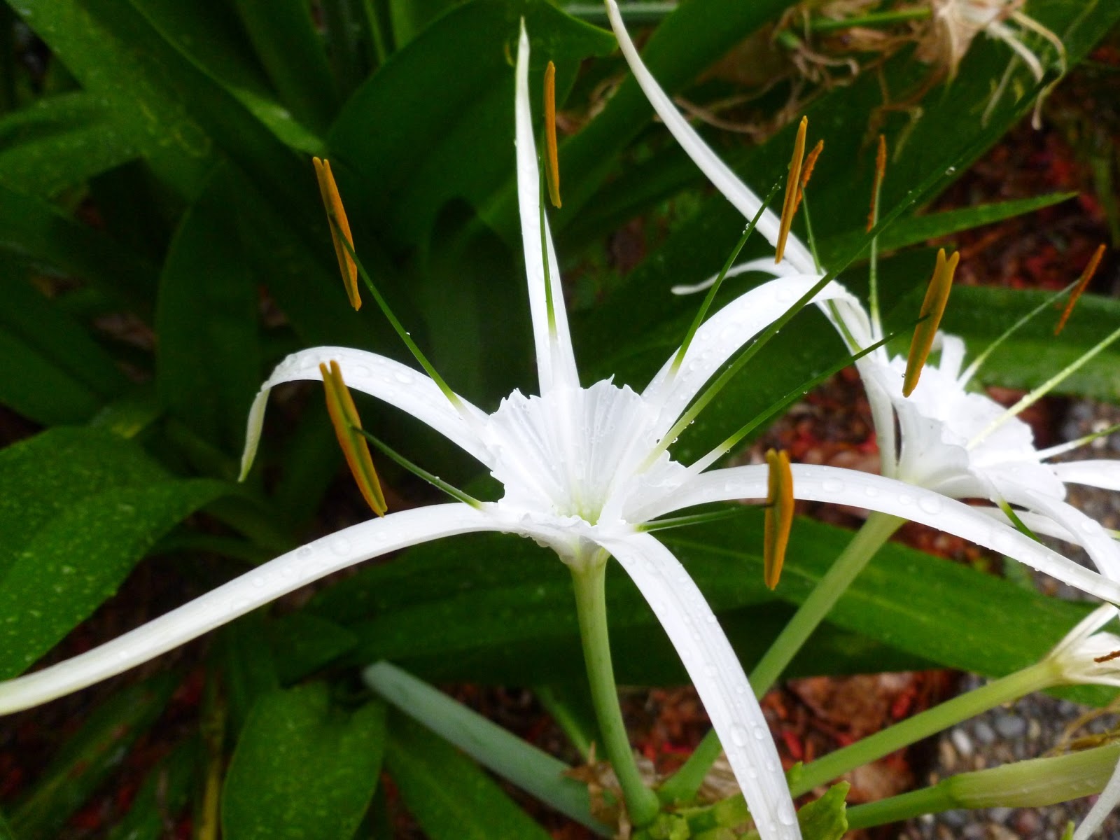 Onslow and Miss B Garden Bloggers' Bloom Day February 2013
