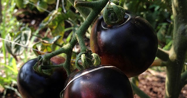 Best Time To Plant Tomatoes