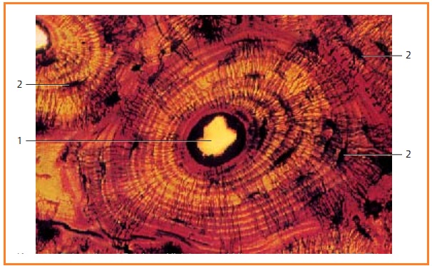 BIOLOGI GONZAGA CATATAN JARINGAN HEWAN