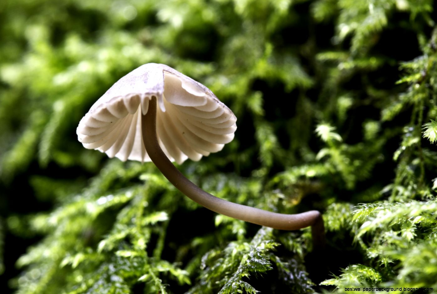 Fresh Air Photography Mushrooms and fungi Fresh Air Photography Mushrooms and fungi