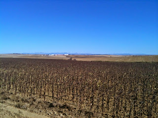 The Cantabrian Mountains behind harvested fields