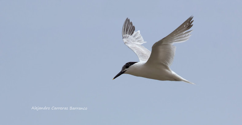 Aprendiendo a fotografiar la naturaleza