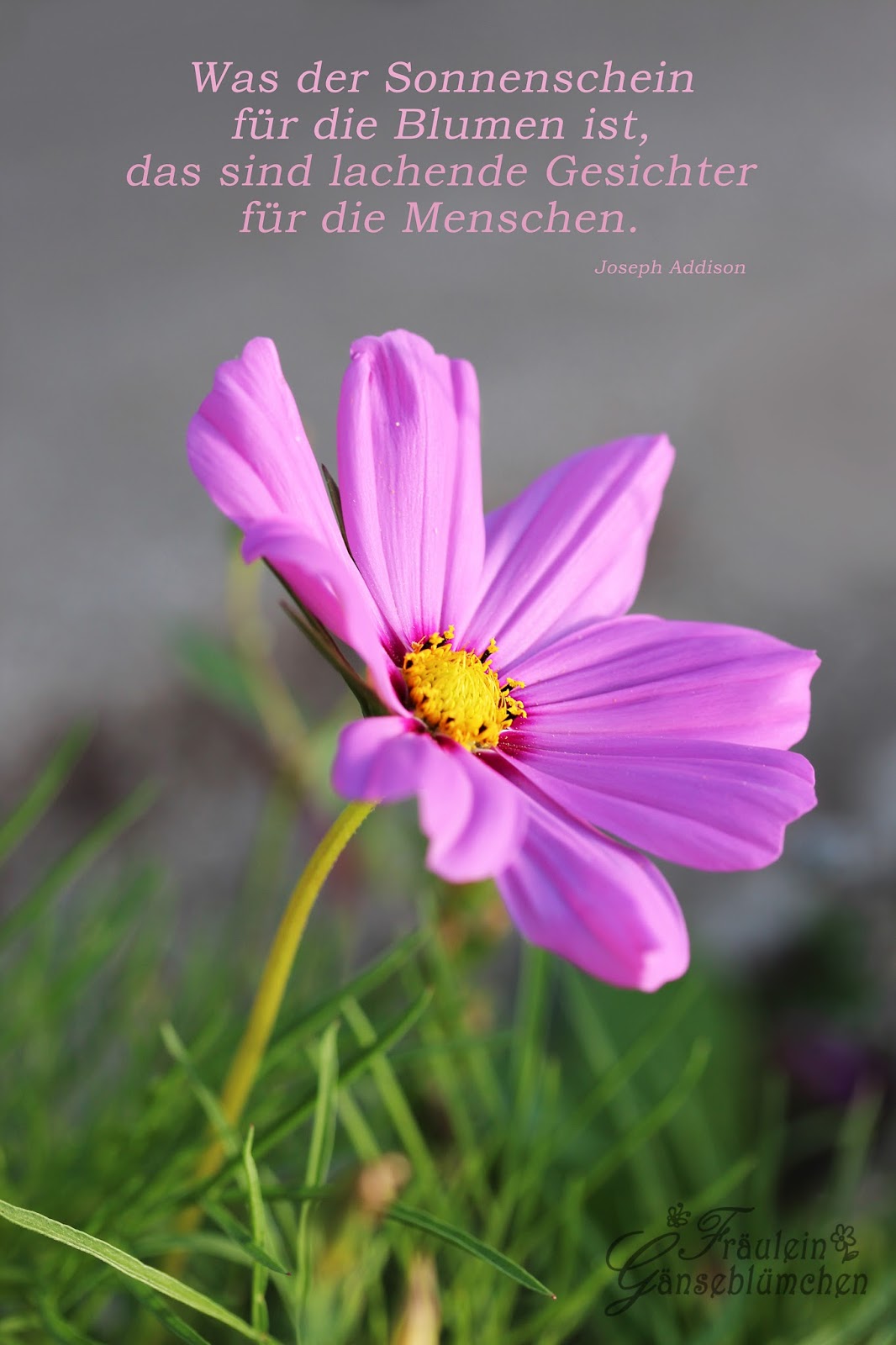 Fraulein Ganseblumchen Montag Morgen