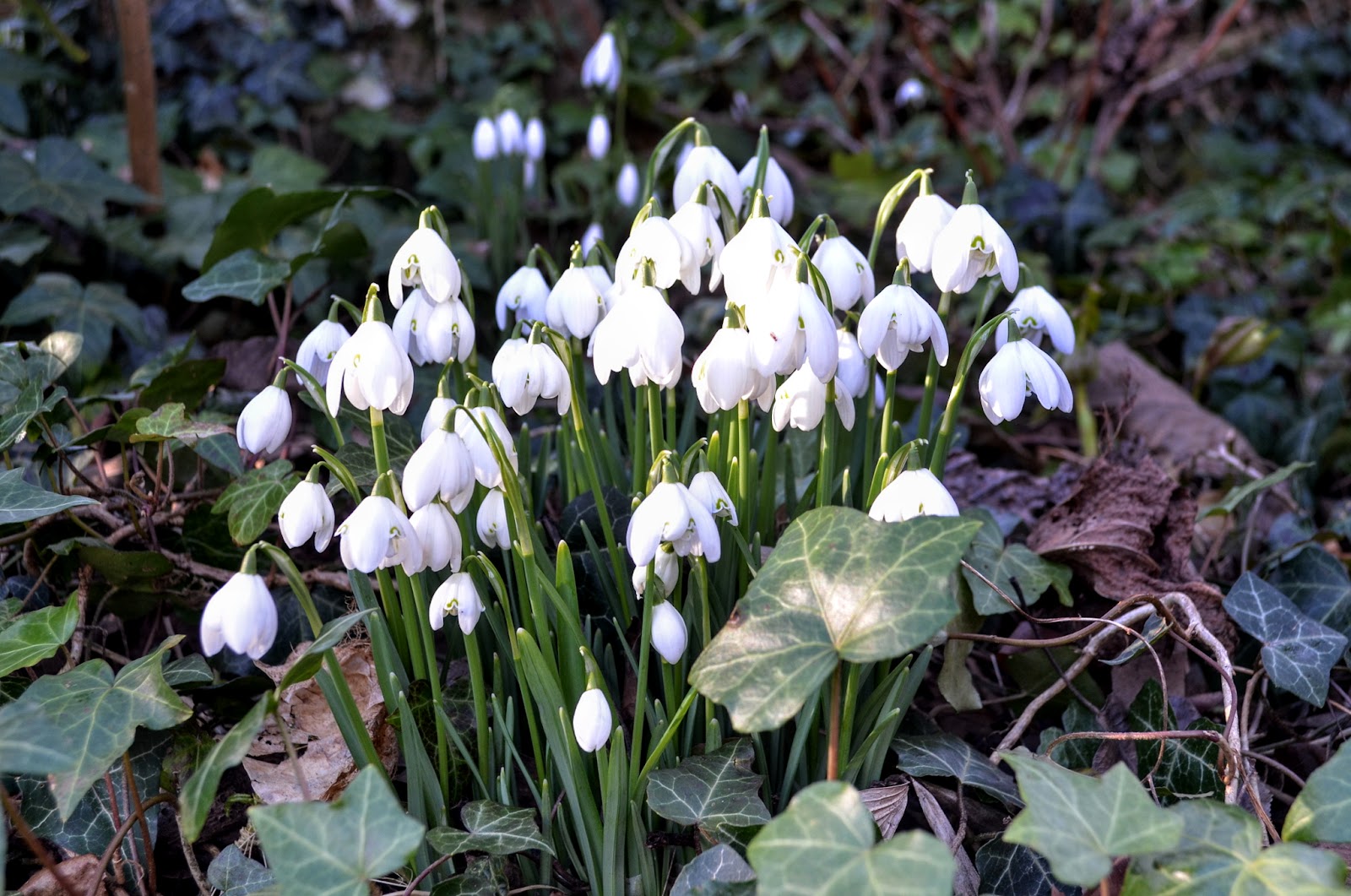 Pear Tree Cottage Garden Spring in February?