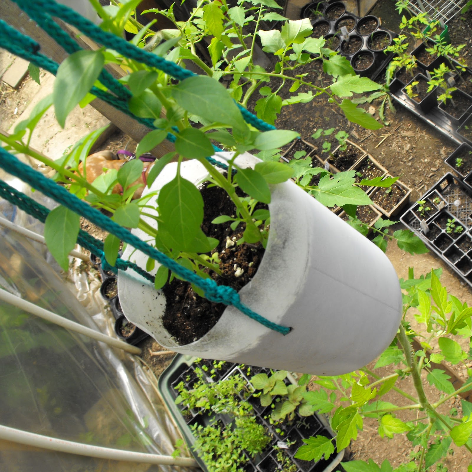 upside down tips cucumbers zucchini