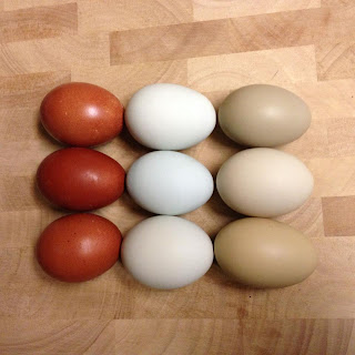 Marans, Easter Egger, and Olive Egger Eggs - Dare 2 Dream Farms Marans, Easter Egger, and Olive Egger Eggs - Dare 2 Dream Farms