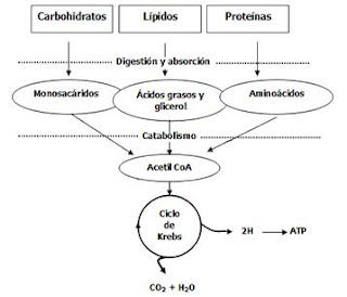 Vias anabolicas de los acidos grasos