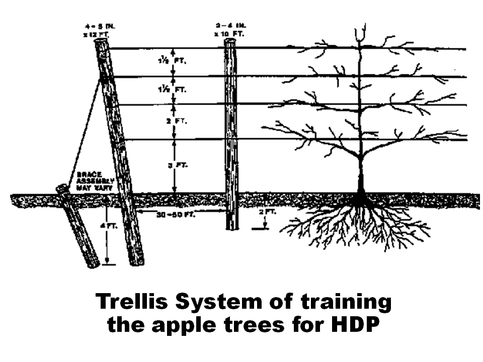 Farmers Club Apple TreeTraining Systems in Intensive Apple