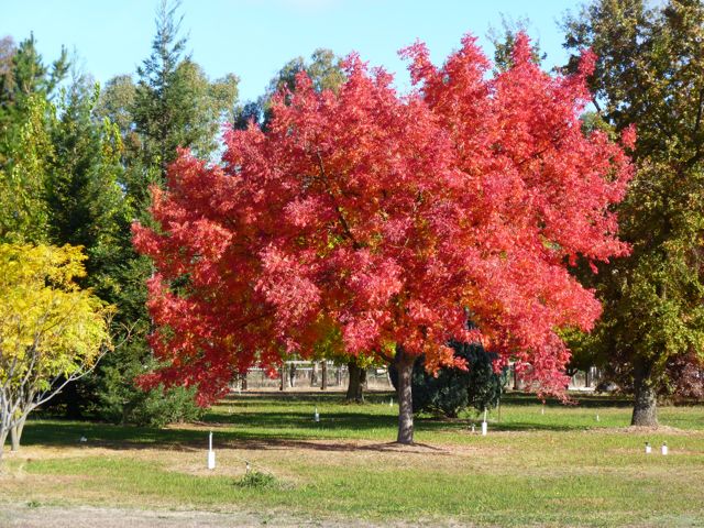 The Farmer Fred® Rant Random Garden Thoughts and Pictures