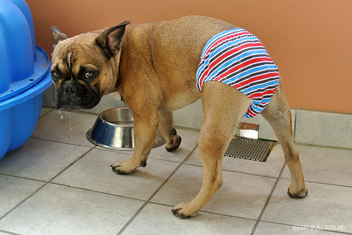 Hundehöschen Hundehöschen