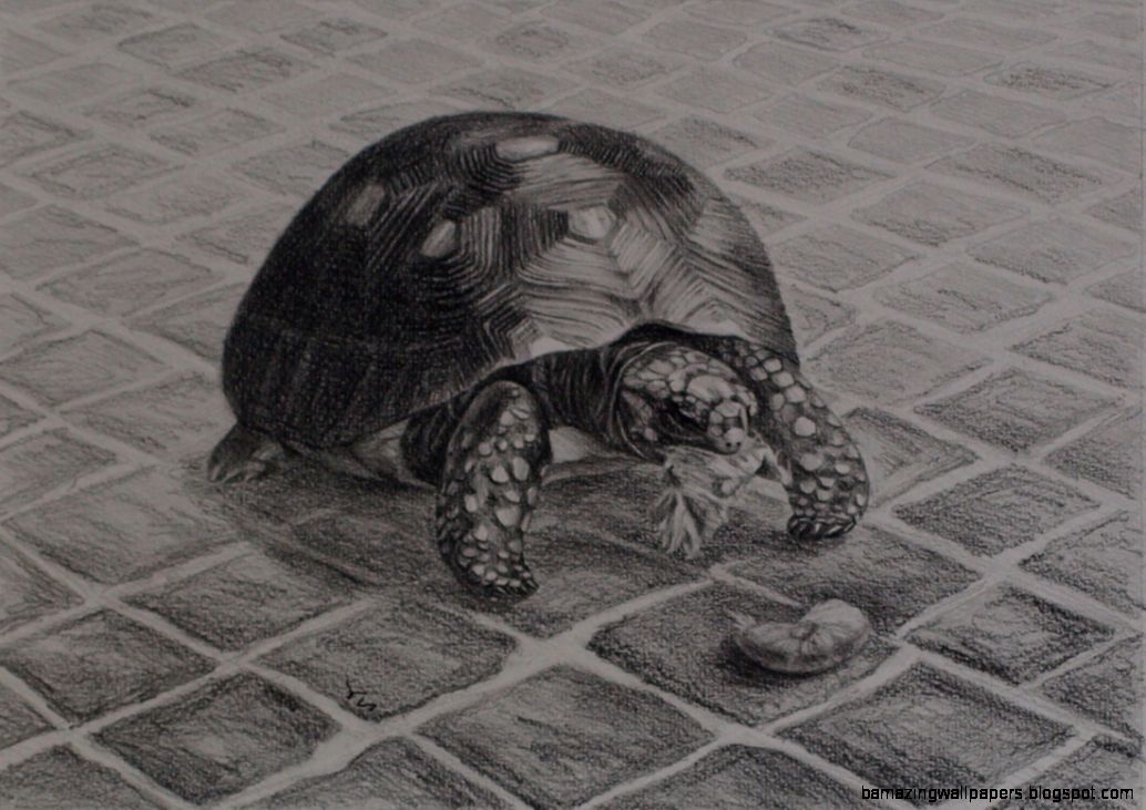 Wildlife   Yulia39s Art Gallery Wildlife   Yulia39s Art Gallery