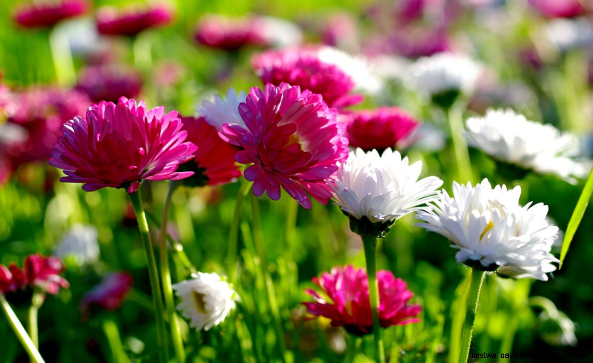 Free Download Flowers Wallpapers Hot HD Wallpapers 2015 Free Download Flowers Wallpapers Hot HD Wallpapers 2015