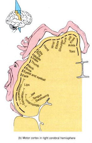 motor homunculus model