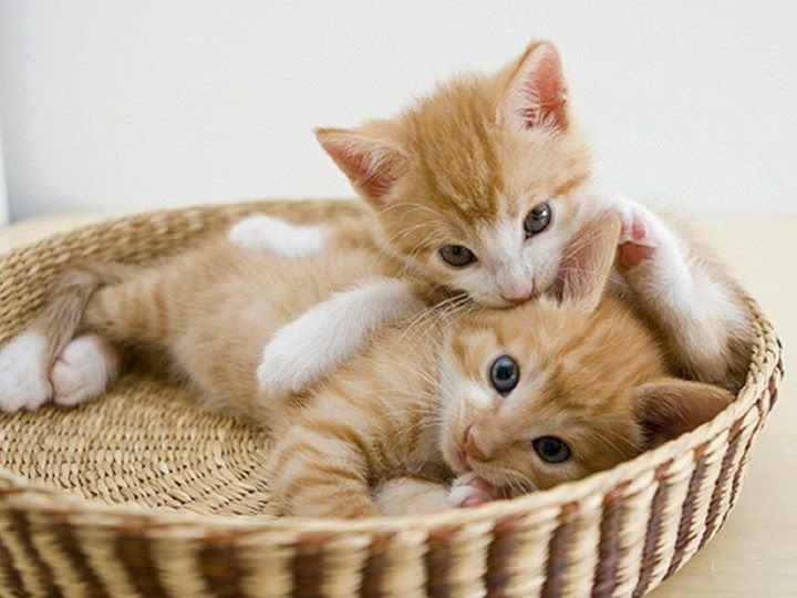 Image result for gatos tiernos