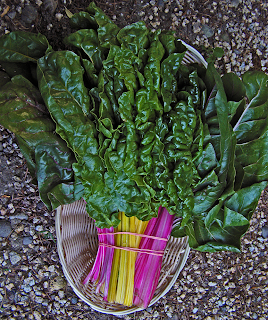 Giant Bunch of Chard is Bigger than Basket