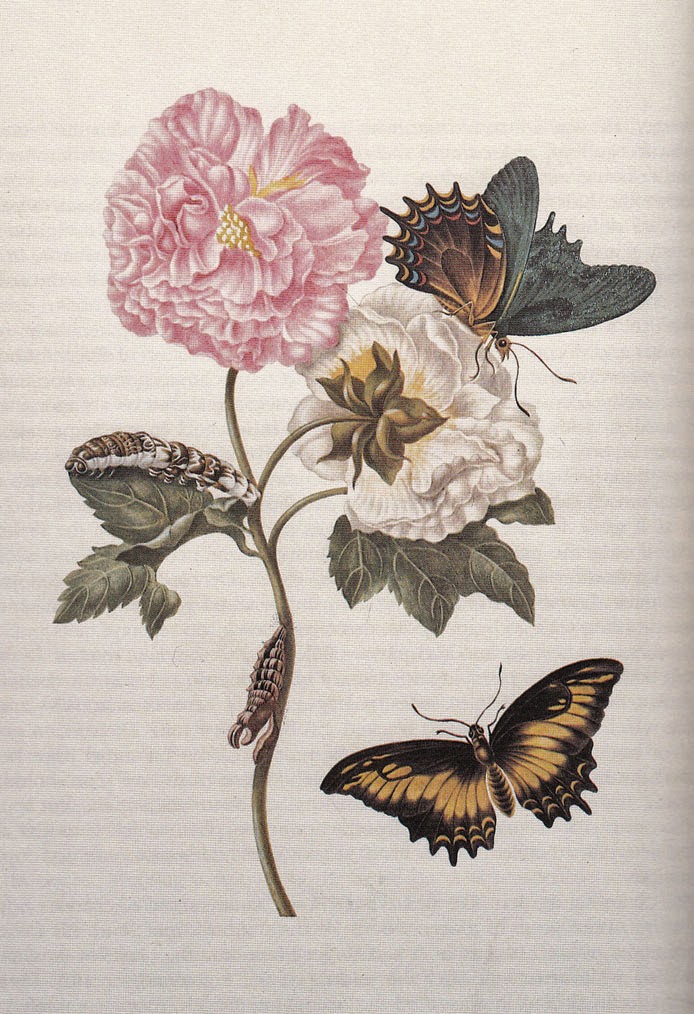 Natalie Rowe Botanical Illustration