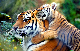 tiger_with_her_cub_3888x2493.jpg