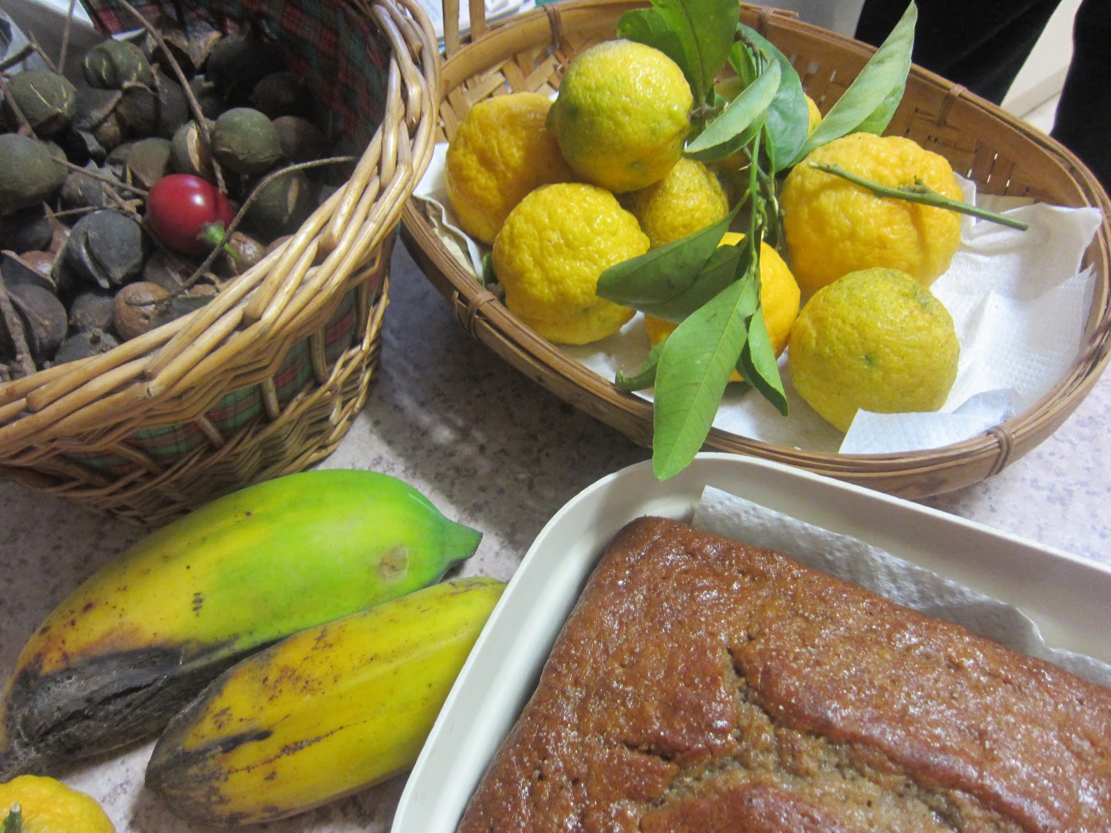 Balcony Garden Dreaming Rare Japanese Fruits, coming to a garden near