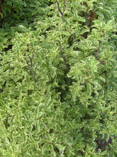 Les 31 Meilleures Images De Nos Arbustes En 2020 Arbuste