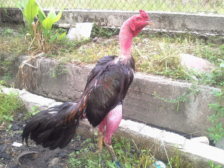 AYAM SABUNG TELUPID