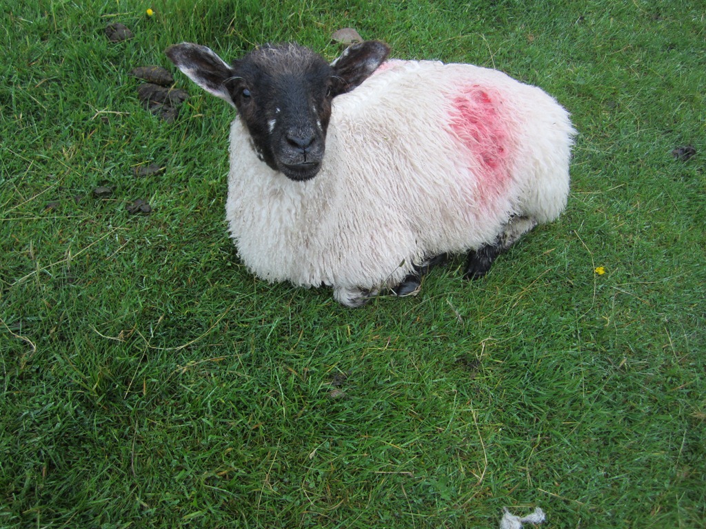 Behind the Scenes The Sheep are Dying!