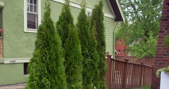 awesome pics: How to Pick Landscaping Shrubs