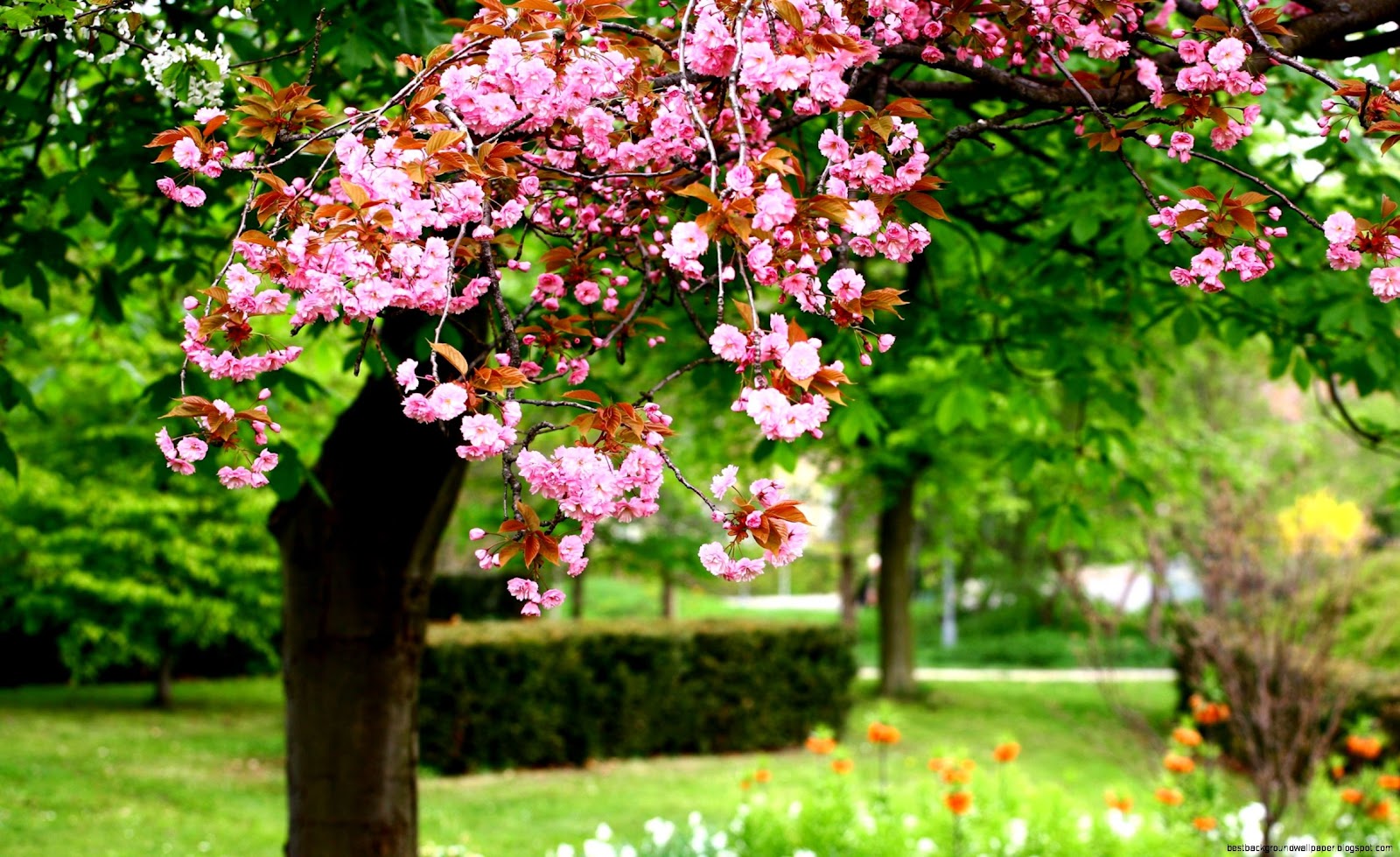 Trees with Spring Flowers Wallpaper Trees with Spring Flowers Wallpaper