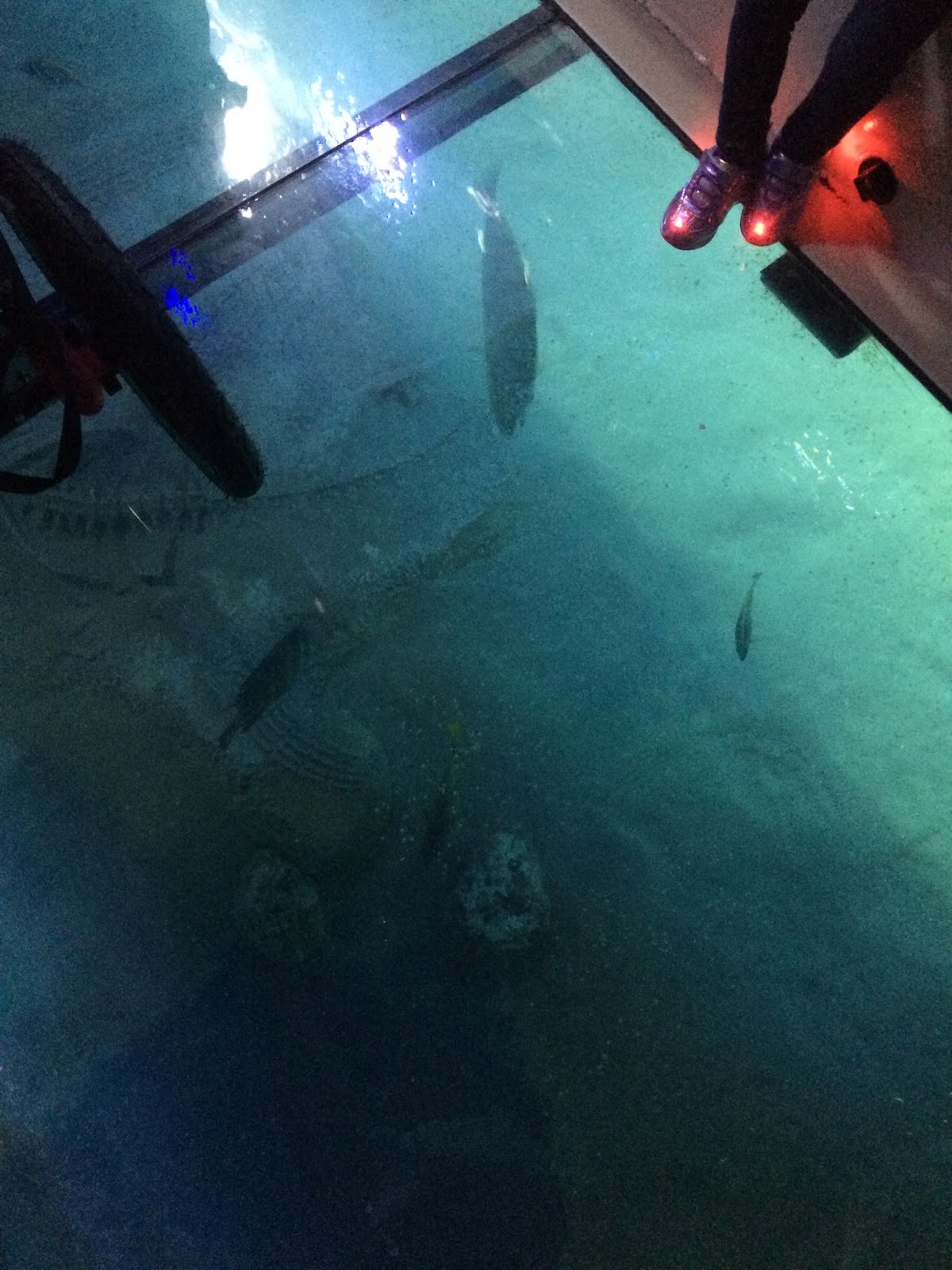 Living a Fit and Full Life Something Fun to do in Arizona Arizona