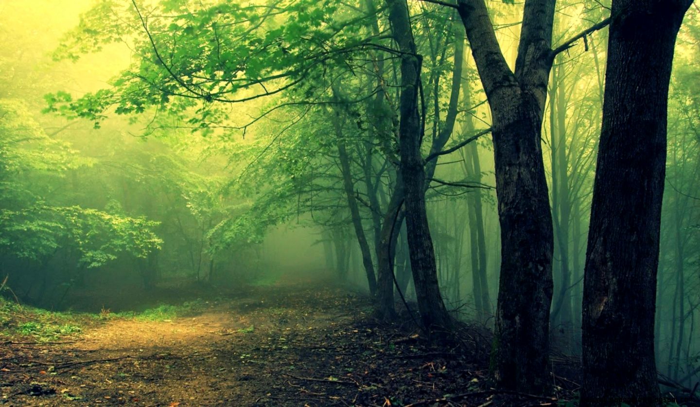 10 Worlds Amazing Forests Inspired Tours 10 Worlds Amazing Forests Inspired Tours
