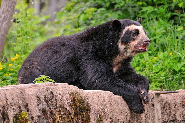 Spectacled+Bear.jpg