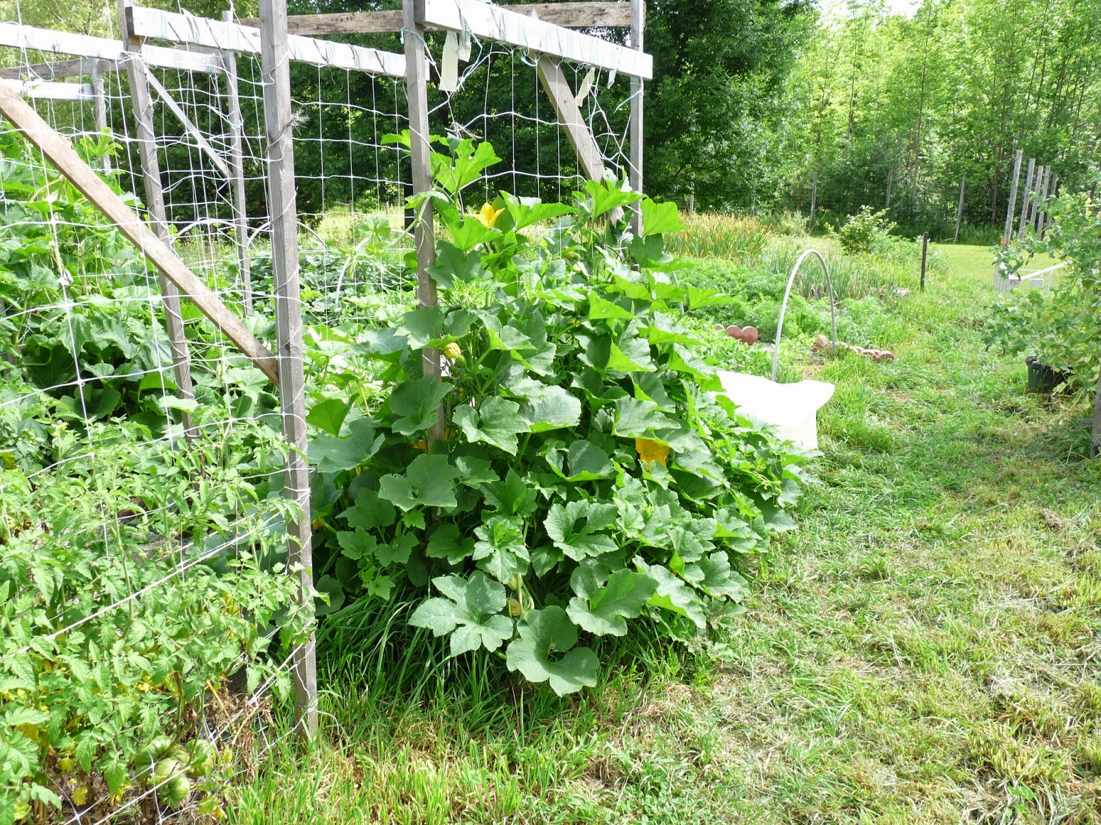 Seasonal Ontario Food Tatume Climbing Zucchini; Calabacita